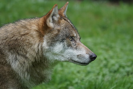shallow focus photography of brown wolf thumbnail