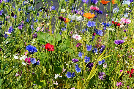 assorted-color flowers thumbnail