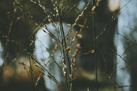 selective focus photography of brown flowers thumbnail