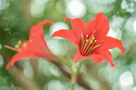 nature, petals, flower, macro thumbnail
