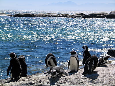 flock of penguins in front of sea thumbnail