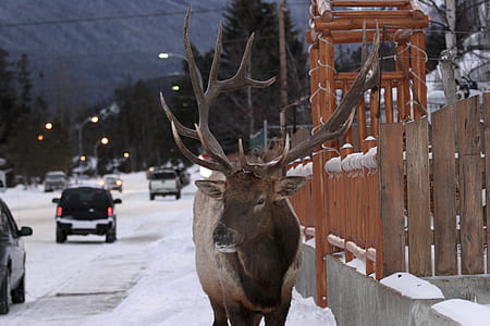 brown reindeer on snow covered pavement near road with cars thumbnail