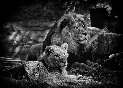 grayscale photo of two lions thumbnail