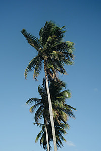 green leafed trees during daytime thumbnail