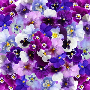 purple and white pansy flowers thumbnail