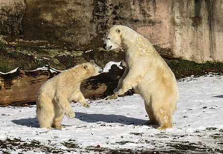 two white polar bears on snow land thumbnail