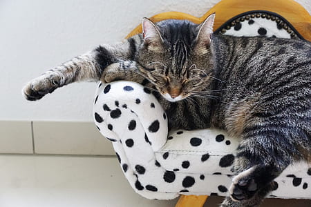 silver Tabby cat sleeping on couch thumbnail