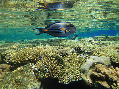 gray tang fish thumbnail