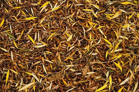 dry, leaves, ground, autumn thumbnail