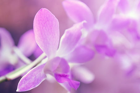 Purple flowers thumbnail