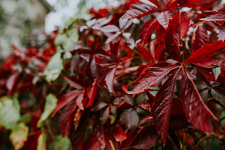 Close-ups of flowers, leaves and fruit on branches thumbnail