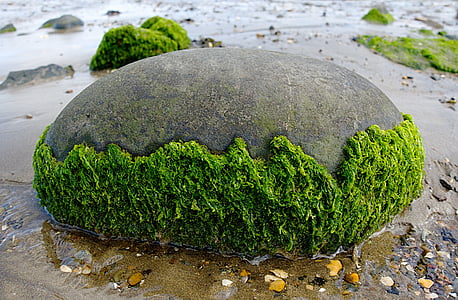gray stone with half-filled moss thumbnail