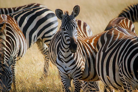 zebras standing on green grass thumbnail