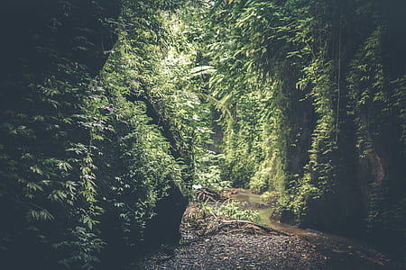 landscaped photo of green leafed trees and brown soil thumbnail