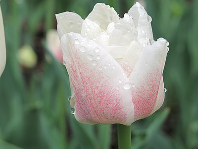 shallow focus photography of white and pink tulip flower thumbnail
