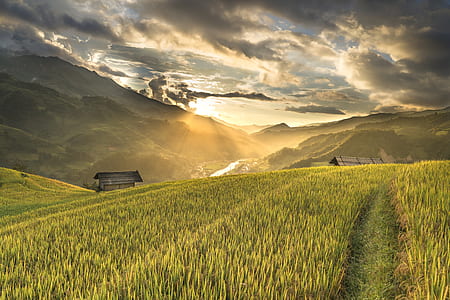 photography of rice field thumbnail