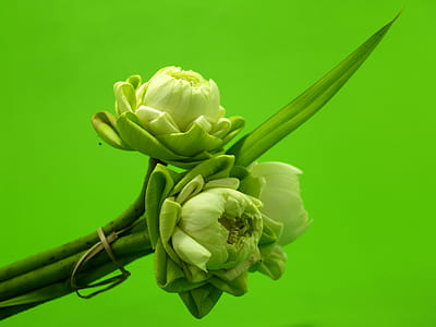 nature, flowers, petals, leaf thumbnail