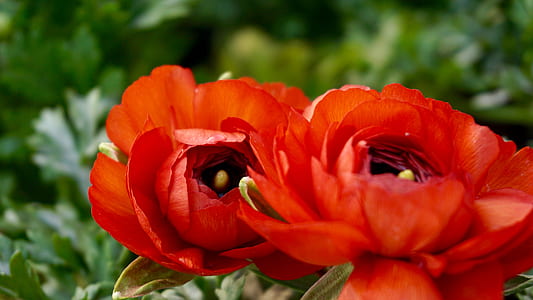 landscape, nature, flowers, garden thumbnail