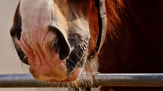 brown horse on stable thumbnail