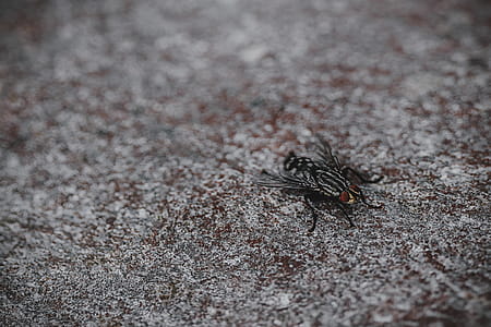 Close Up Photo of Black Horsefly thumbnail