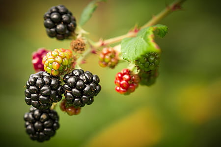 Shallow Focus Photography of Berries thumbnail