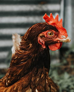 focus photography of brown rooster standing near gray wall thumbnail