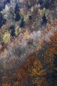 tall trees painting thumbnail