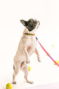 fawn pug standing up with pink leash thumbnail