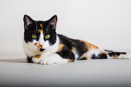 calico cat thumbnail