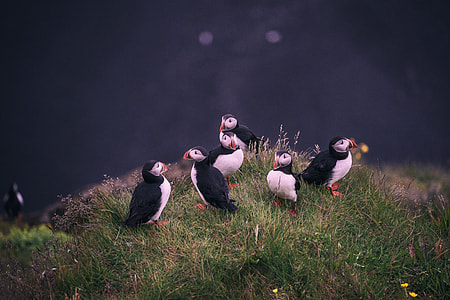 five peguins thumbnail