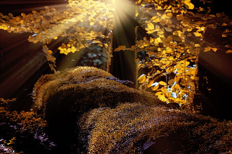 yellow petals thumbnail