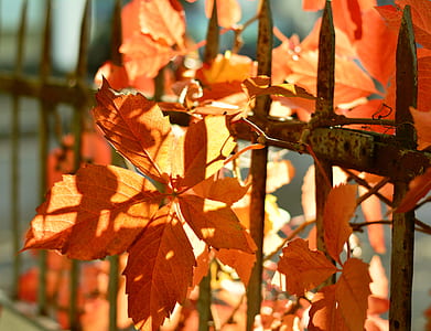 shallow focus photography of orange leaves thumbnail