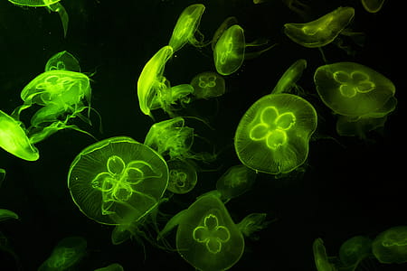 Underwater Photography of Green Jelly Fish thumbnail