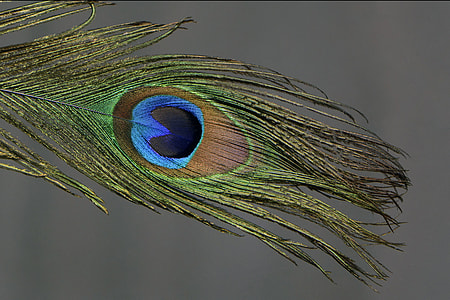 green and blue peacock feather thumbnail