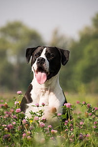 adult black and white American pit bull terrier in pink petaled flower field thumbnail