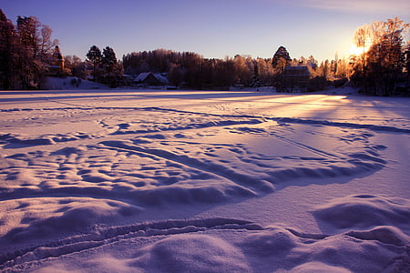 field cover with snow near trees thumbnail