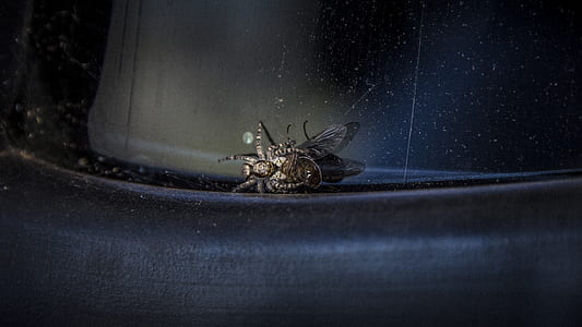 closeup photography of black spider on black surface thumbnail