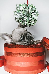 selective photography of French Bulldog on red gift box thumbnail