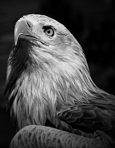 grayscale photography of eagle thumbnail