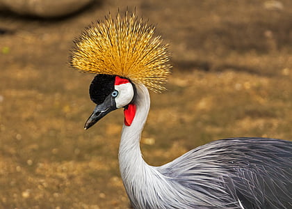 black-crowned crane thumbnail