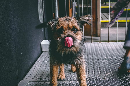 Long-coated Brown and Black Dog on Focus Photo thumbnail