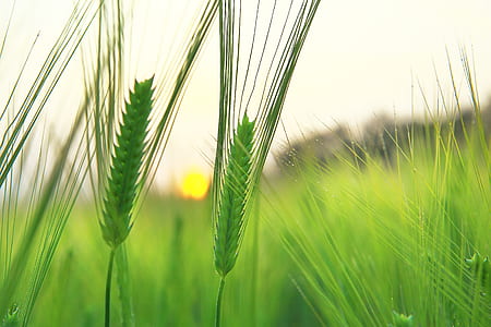 selective photo of green grass thumbnail