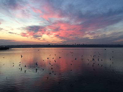 calm body of water with birds swarming over thumbnail