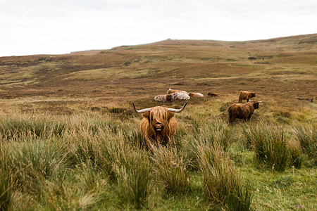 brown bulls on green grass field thumbnail