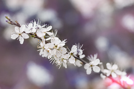 selective focus photography of white cherry blossoms in bloom thumbnail