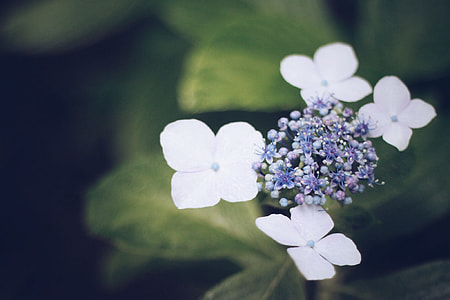 white flowers thumbnail