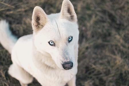 top view of white dog at daytime thumbnail