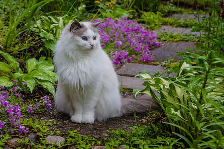 white cat beside purple petaled flowers thumbnail