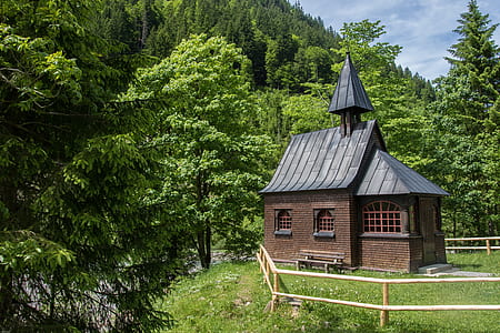 landscape, nature, forest, trees thumbnail