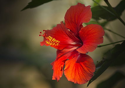macro photography of red flowers thumbnail